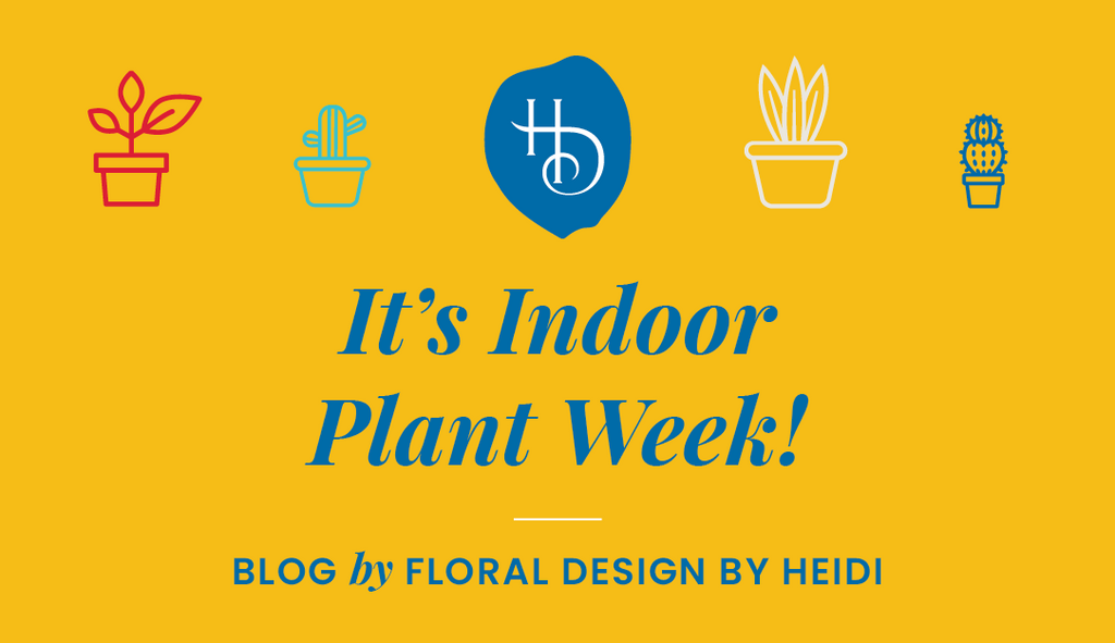 It’s Indoor Plant Week!